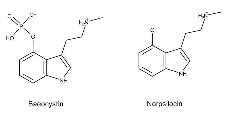 sastojci magicnih pecuraka psilocibin psilocin baeocistin norbaeocistin